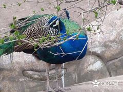 -哈尔滨北方森林动物园