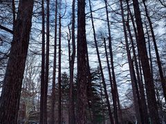 -北海道神宫