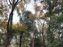 -岳麓山风景名胜区