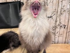 -楼上猫咖(罗湖店)
