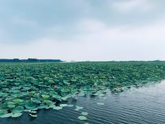 -微山湖红荷湿地景区