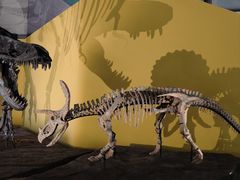 -湖南省地质博物馆