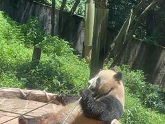 -中国大熊猫保护研究中心雅安碧峰峡基地