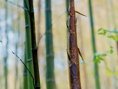 -中国大竹海景区