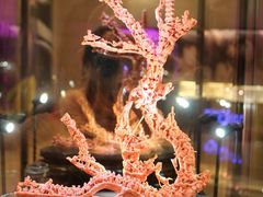 -绮丽珊瑚(台北101旗舰门市店)