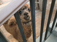 -石家庄市动物园