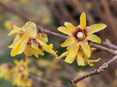 -国家植物园南园