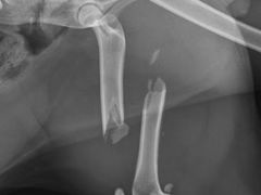 -菲尔斯特宠物医院