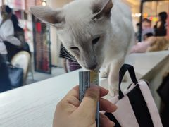-猫小院猫主题餐厅(南锣旗舰店)