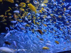 -成都浩海立方海洋公园