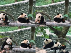 -都江堰中华大熊猫苑
