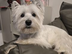 -翊宠yipet猫狗购宠庄园犬舍•猫舍