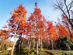 -东平国家森林公园