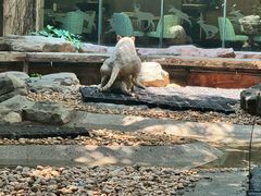 -麒麟中餐厅·经典粤菜·地道菜式老字号(广州长隆酒店)