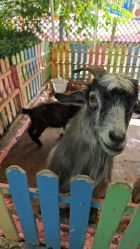 -萌宠亲子动物乐园(槐房万达店)