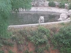 -石家庄市动物园