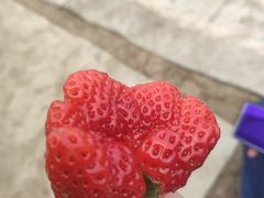-胜丰草莓采摘园