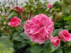 -都江堰玫瑰花溪谷