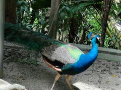 -新加坡飞禽公园