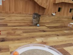 -袖虎·猫馆(体育西路店)
