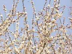 -郑州中国绿化博览园