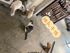 -浣熊柯尔鸭土拨鼠·电玩咖