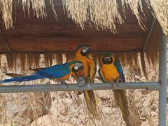 -西霞口神雕山野生动物世界