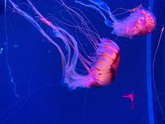 -成都浩海立方海洋公园