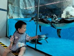 -帝企鹅自助餐厅•儿童岛•真企鹅(长隆企鹅酒店)