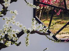 -香雪海