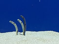 -上海海洋水族馆