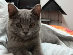 -宠福鑫康馨动物医院·骨科·眼科