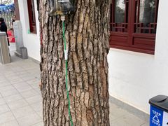 -东湖落雁景区