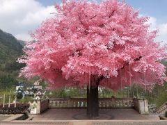 -四川省成都市彭州市白鹿镇