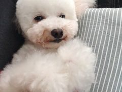 -犬也宠物造型(恒茂国际都会商业街店)