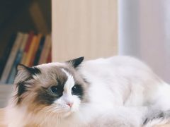 -喵五郎の猫咪酒店·专业洗护·寄养