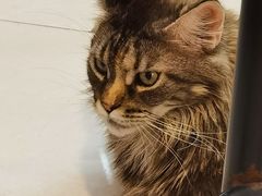 -平行世界·猫咖(首经贸店)