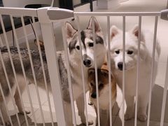 -怪兽屋·羊驼·猫咖·狗咖(俊华广场店)