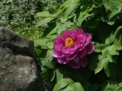 -绮园景区