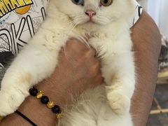 -楼上猫咖(罗湖店)
