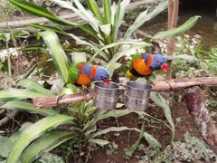 -南宫五洲植物乐园