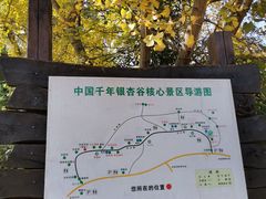 -千年银杏谷文化旅游区