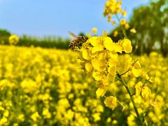 -天津武清北运河郊野公园房车露营地