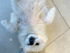 -怪兽屋·羊驼·猫咖·狗咖(俊华广场店)