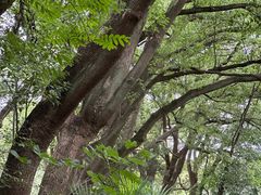 -上海佘山国家森林公园天马山园