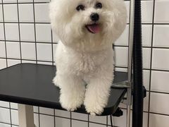 -爱侣宠医·鹦鹉专科·小型哺乳类·异宠专科(灵石路店)