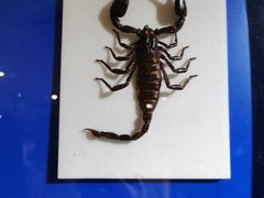 -上海昆虫博物馆