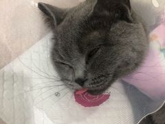 -宠爱国际动物医院· 猫科· 外科·中兽医(长白店)