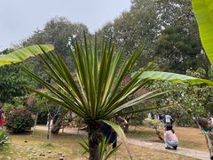 -中国科学院西双版纳热带植物园
