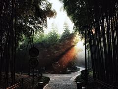 -杭州植物园